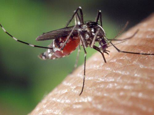 Naturalne sposoby na odstraszanie komarów w domu